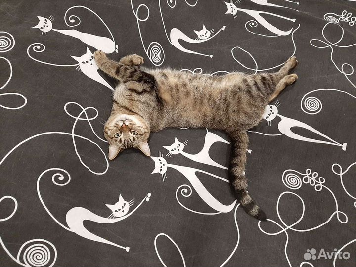 Отдаем кошку