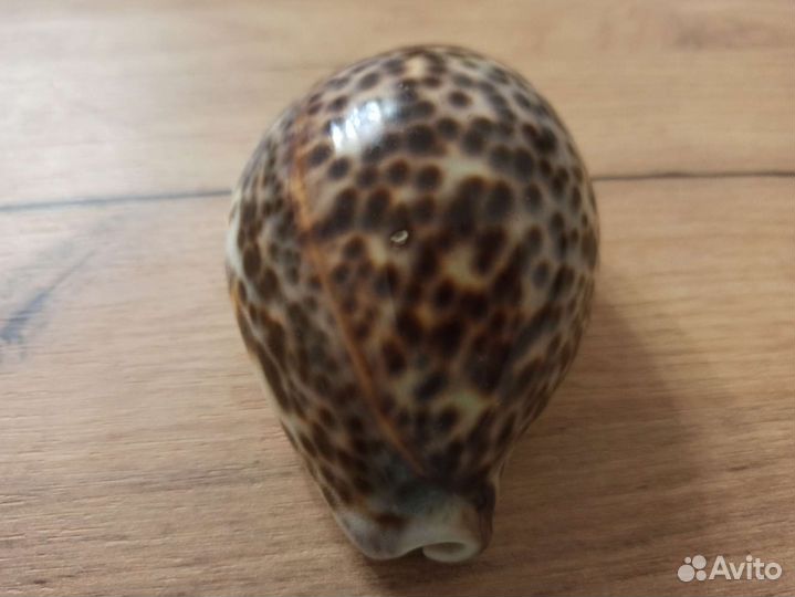 Морская раковина