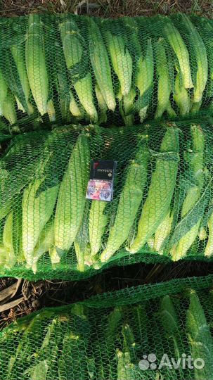 Кукуруза в початках