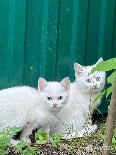 Белые, голубоглазые котята