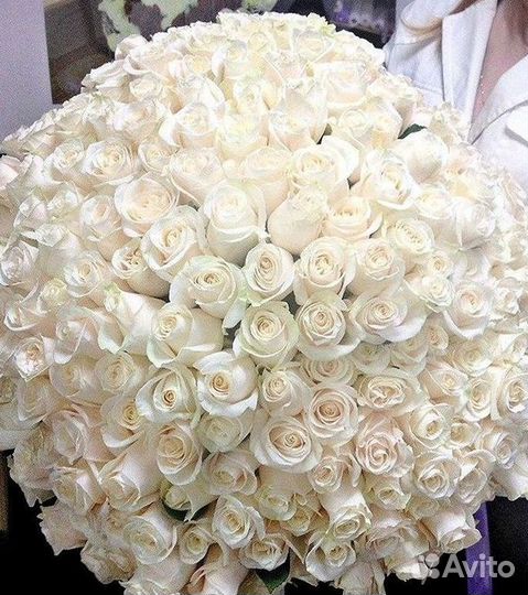 Высокие розы Гигантские розы с доставкой