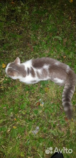 Кот сиротинушка Кузя-хозяин умер-кот брошен