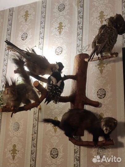 Чучело птицы белка и другие