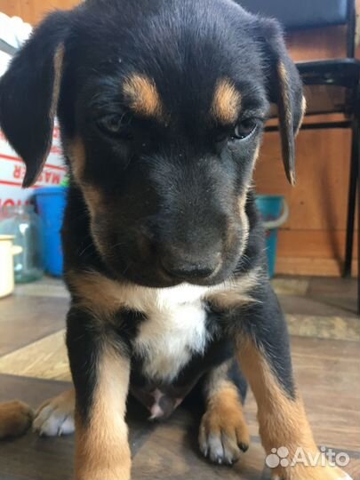 Отдам бесплатно щенки