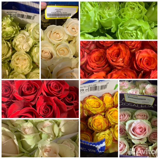 Розы Маяковская