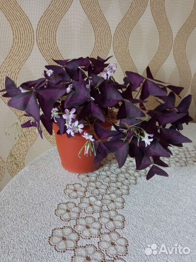 Продам цветы комнатные