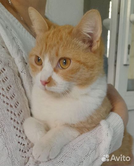 Рыжий котище