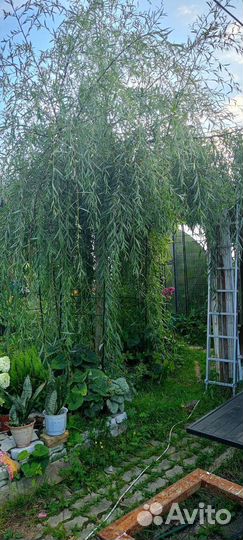 Ива плакучая Водопад, гибрид Шабурова