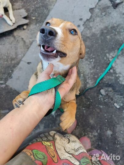 Собака в добрые руки