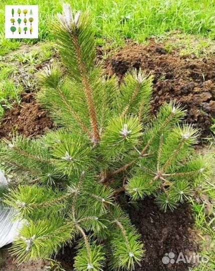 Крупномер сосна с гарантией