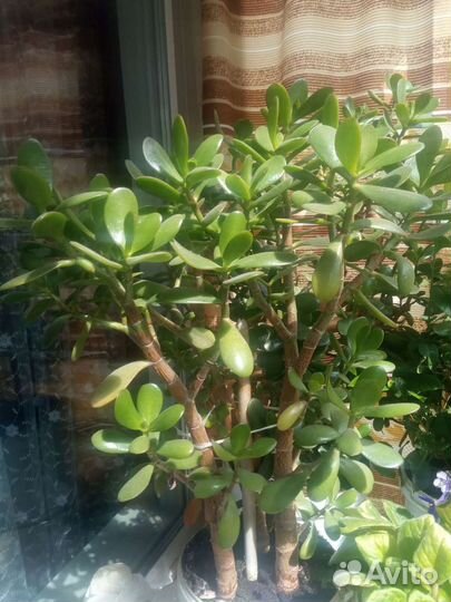 Крассула толстянка