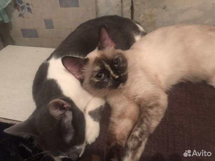 Кошка в дар бесплатно