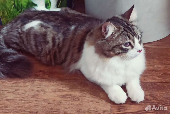 Необычный котик