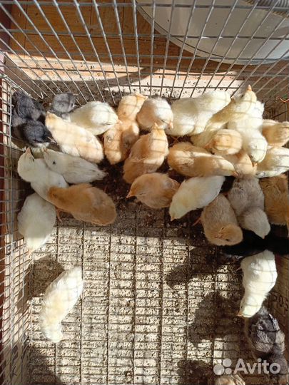 Цыплята