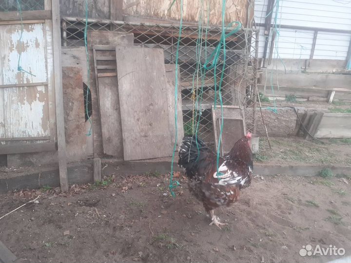 Петух брама