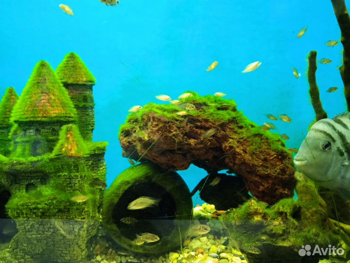 Аквариумные рыбки - цихлазома чернополосая