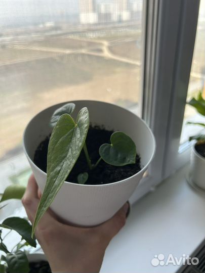 Антуриум красный (мужское счастье)