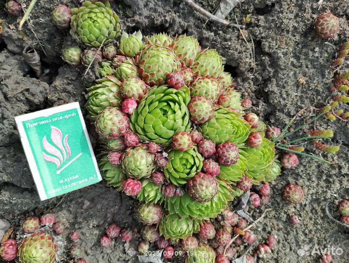 Молодило каменная роза