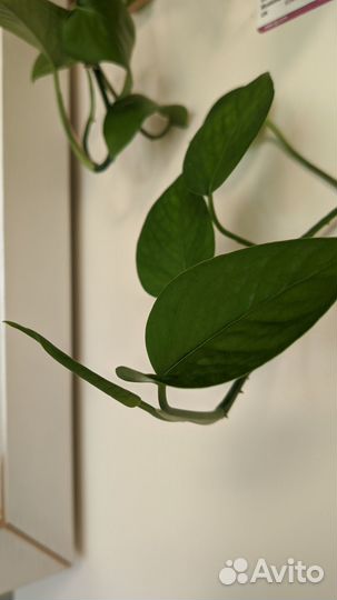 Сциндапсус (лиана)