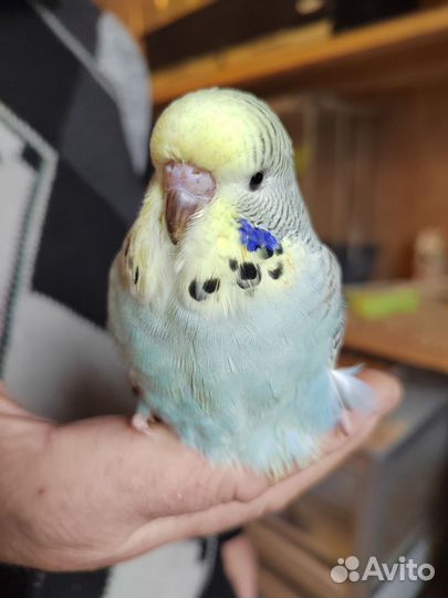 Птенцы ввп чехи