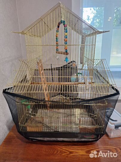 Волнистый попугай с клеткой