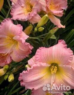 Многолетние садовые цветы