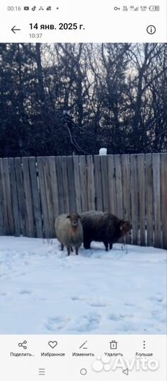 Продам ярочек