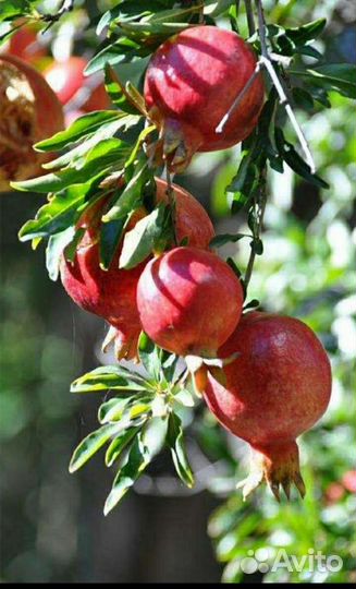 Гранат уличный плодовый