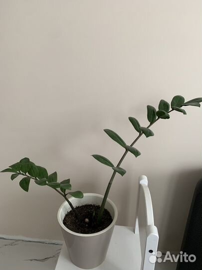 Замиокулькас