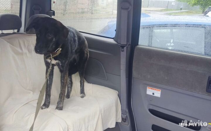 Живое такси Зоотакси Перевозки