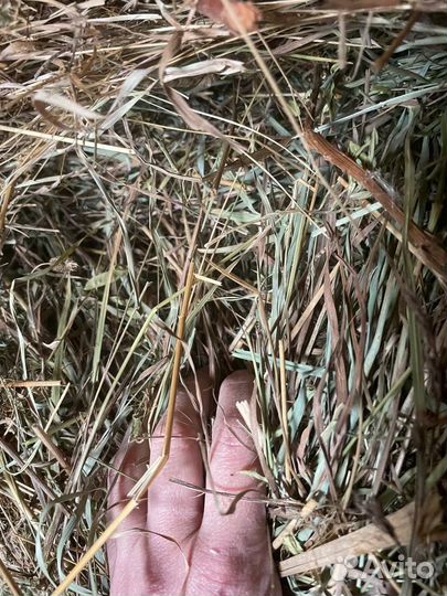 Сено Оптом с доставкой