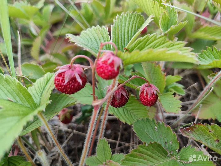 Мёд Липовый лето-2022 Башкирский