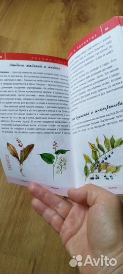 Книги. Целебные травы