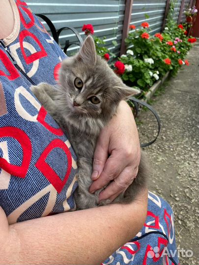 Кошки в добрые руки