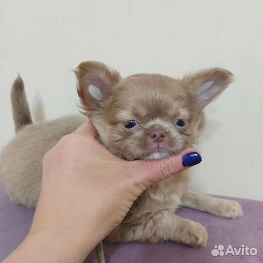 Щенки чихуахуа