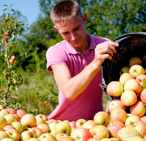 Сборка яблок