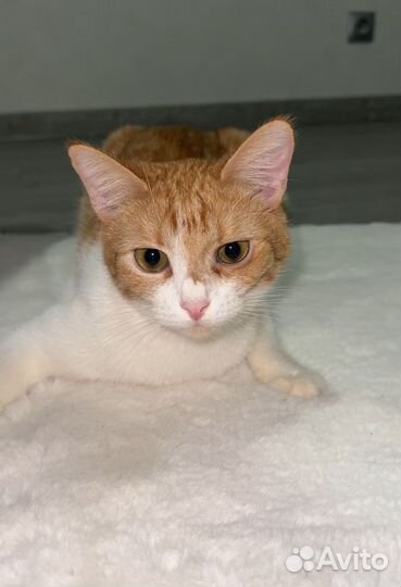 Отдам кошку в добрые руки бесплатно