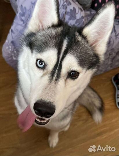 Сибирский хаски