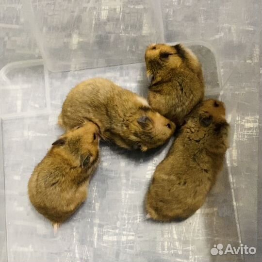 Сирийские хомячки