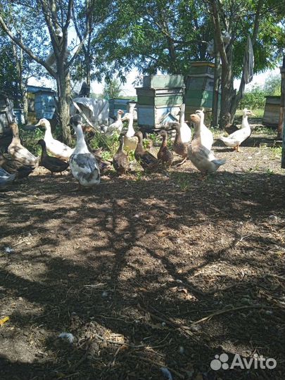 Утки, Гуси, Голуби,Куры