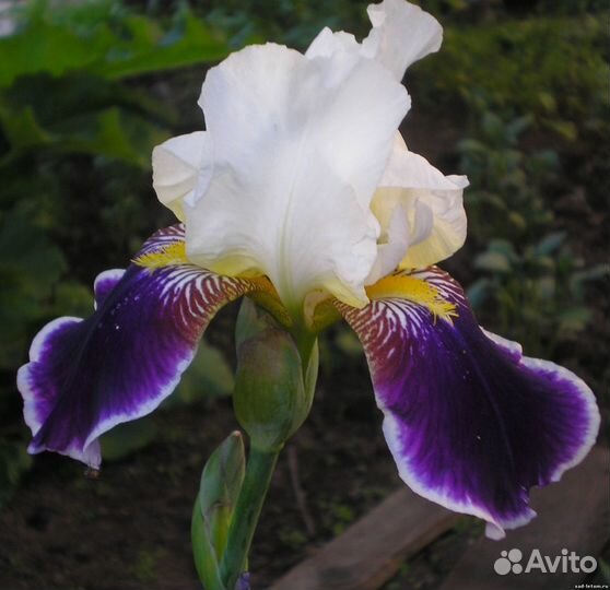 Ирис,бадан,медуница,клубника Зена Зенгана,малина