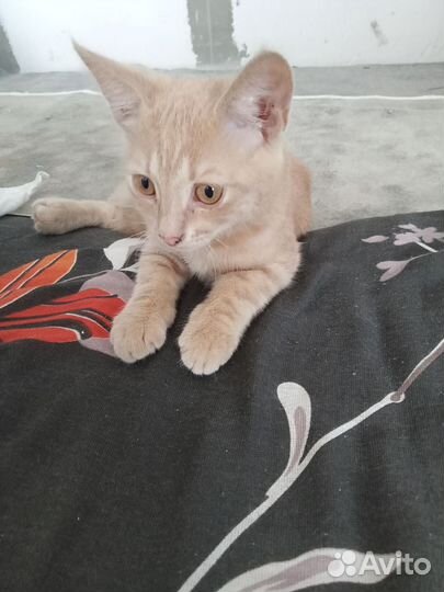 Рыжий котенок