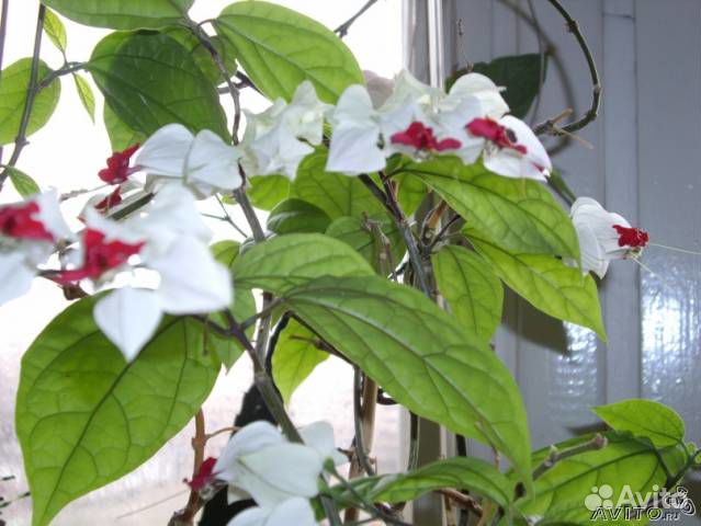 Клеродендрум Томпсон