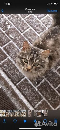 Норвежская лесная