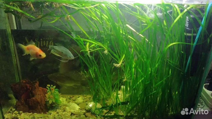 Экосистема и Дельфины в аквариуме 60л