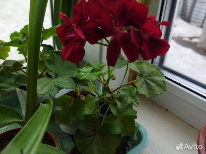 Герань пеларгония