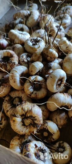 Луковицы Гладиолусов