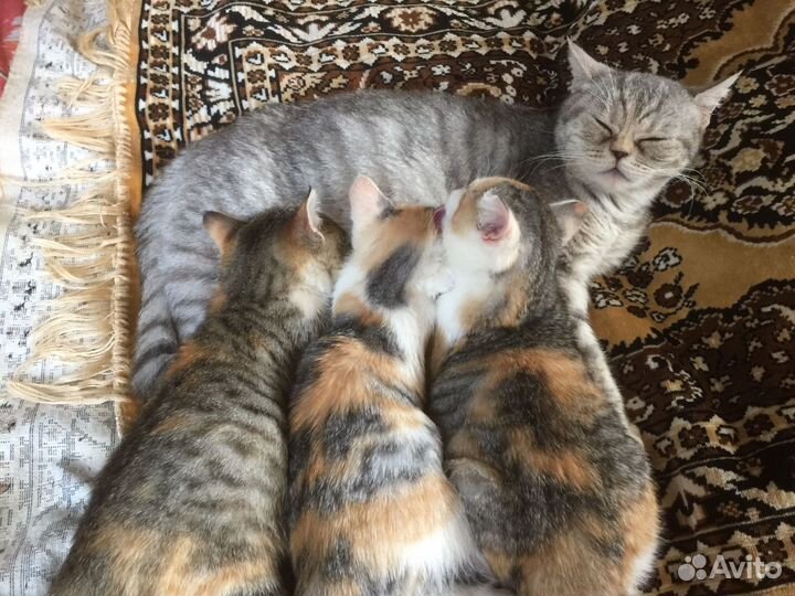 Котята