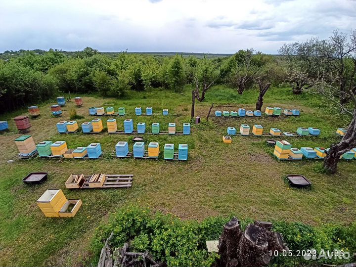 Пасека Пчелы 60шт