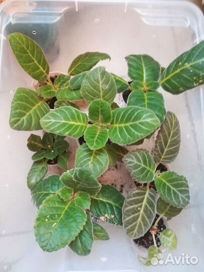 Глоксиния. Смесь сортов. Семена ручного опыления